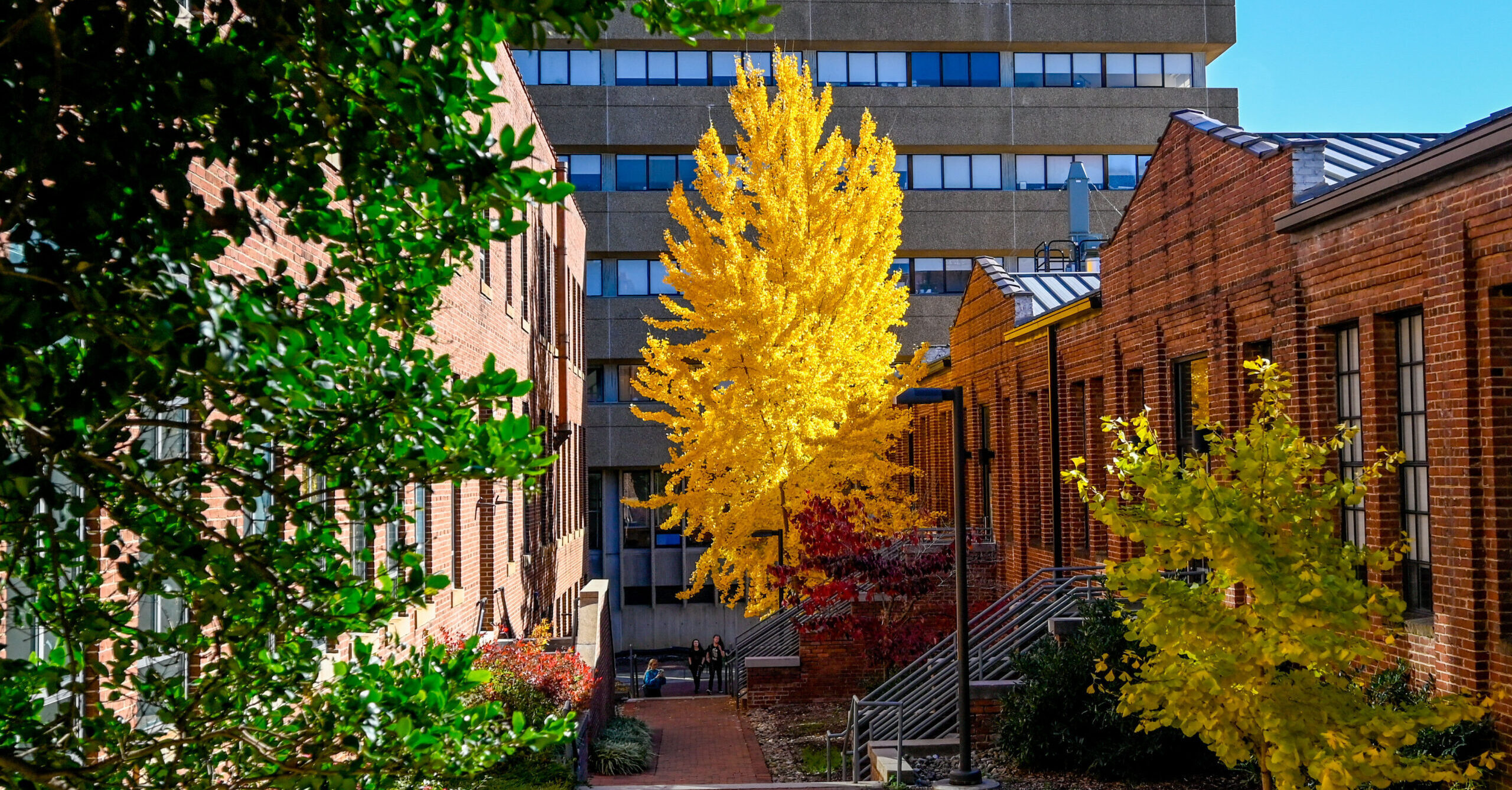 NC State's Ginko tree in full fall glory.